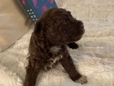 Romagna Water Dog - Boxos A Wuuff Segítségével Gazdira Talált