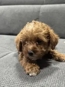 Cavapoo - Natasa