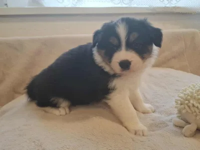 Border Collie - Cayman