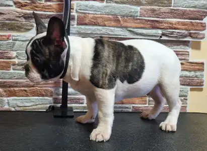 French Bulldog - Ibrahimovic