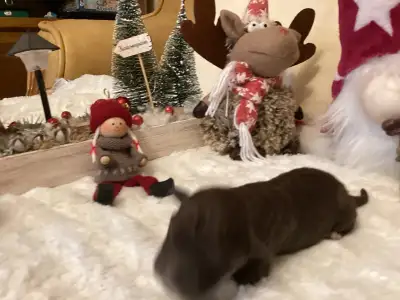 Romagna Water Dog - Buksi A Wuuff Segítségével Gazdira Talált