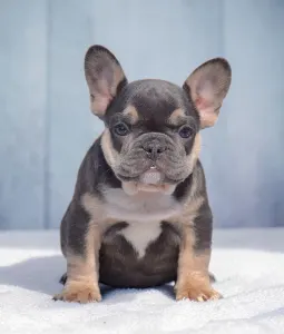 French Bulldog - Nero