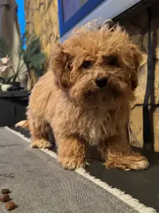 Cavapoo - Lilla