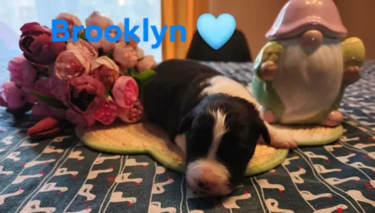 Border Collie - Brooklyn