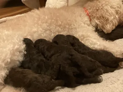 Romagna Water Dog - Boróka A Wuuff Segítségével Gazdira Talált