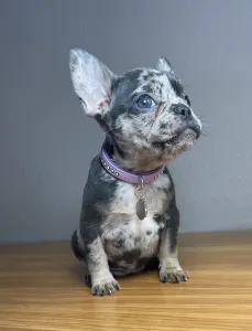 French Bulldog - Anna 