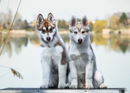 Siberian Husky - Saint Michael Island Winter Rose 