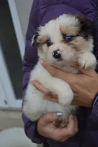 Border Collie - Atlantic