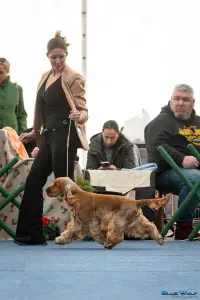 English Cocker Spaniel - La Scale Kennel