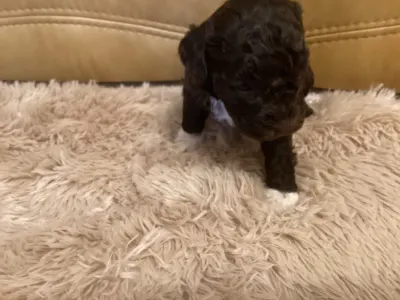 Romagna Water Dog - Bizsu A Wuuff Segítségével Gazdira Talált