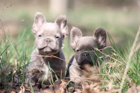 French Bulldog - Ubul