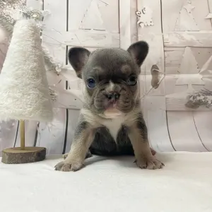 French Bulldog - Anna