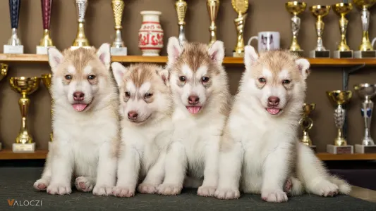 Siberian Husky - Saint Michael Island Szibériai Husky Kennel