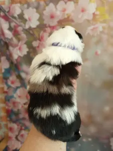 Miniature American Shepherd - Tweedy-Foglalt