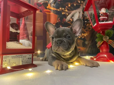 French Bulldog - Amy