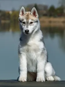 Siberian Husky - Saint Michael Island The Show Must Go On