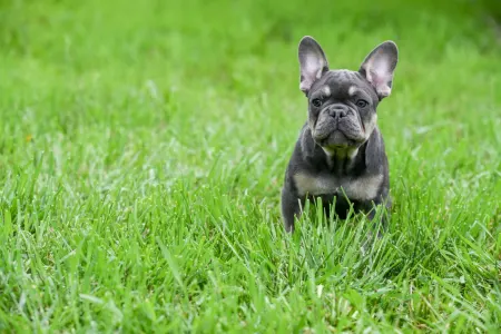 French Bulldog - Ice