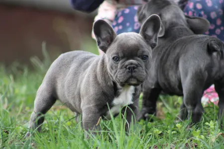 French Bulldog - Behemót