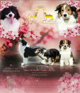 Border Collie - Bessy