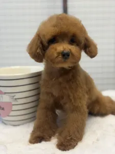 Poodle Toy - Vanda ( Toy/teacup)