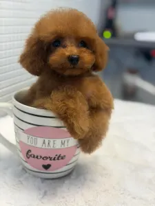 Poodle Toy - Tiara( Teacup)