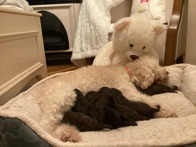 Romagna Water Dog - Boróka A Wuuff Segítségével Gazdira Talált