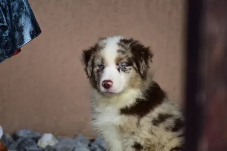 Miniature American Shepherd - Winstead Once Upon The Frontier