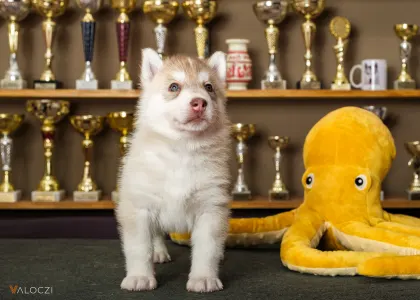 Siberian Husky - Saint Michael Island Szibériai Husky Kennel