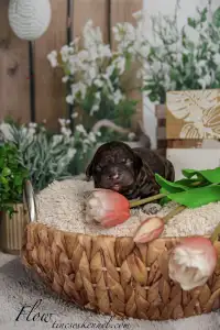 Puli - Tincses-kincsem Lagotto & Puli