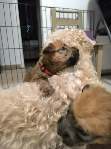 Irish Soft Coated Wheaten Terrier - In Wheaten Home 