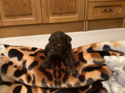 Romagna Water Dog - Betyár A Wuuff Segítségével Gazdira Talált