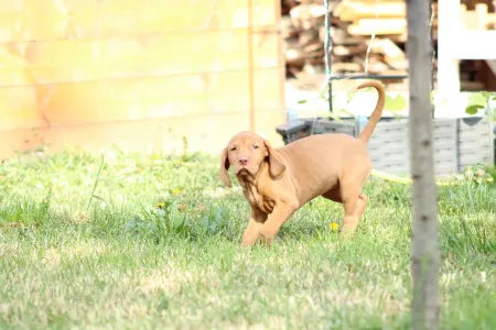 Hungarian Short-haired Vizsla - Rézi