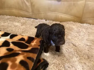 Romagna Water Dog - Bizsu A Wuuff Segítségével Gazdira Talált