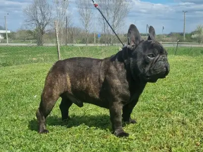 French Bulldog - Hamilton