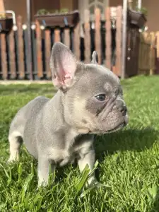 French Bulldog - Lexus