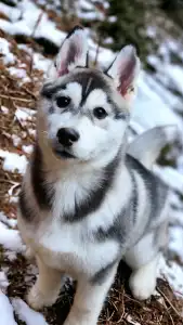 Siberian Husky - Polar Moonlights Szibériai Husky Kennel