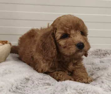 Cavapoo - Ugi