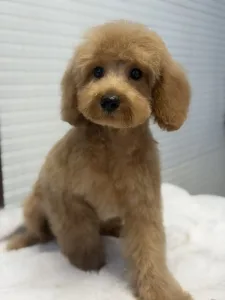 Poodle Miniature - Rebby