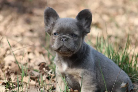 French Bulldog - Unka