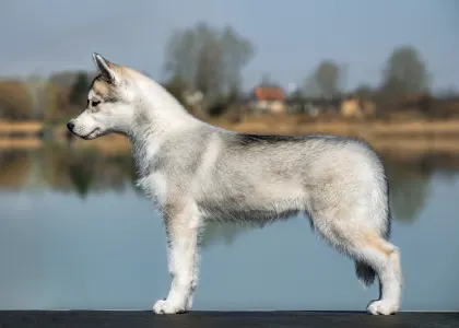 Siberian Husky - Saint Michael Island The Winner Takes It All