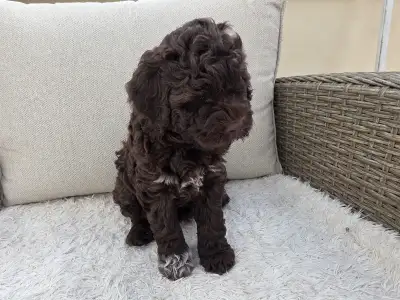 Romagna Water Dog - Aliszia Gazdára Talált