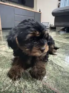 Yorkiepoo - Malya