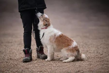 Border Collie - Atlantic