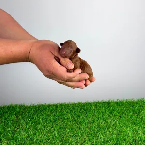 Poodle Miniature - Rita