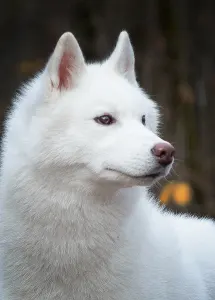 Siberian Husky - Polar Moonlights Szibériai Husky Kennel