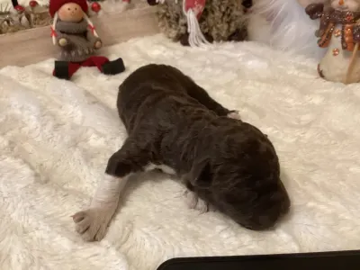 Romagna Water Dog - Buksi A Wuuff Segítségével Gazdira Talált