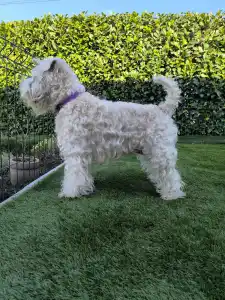 Irish Soft Coated Wheaten Terrier - In Wheaten Home 