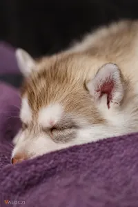 Siberian Husky - Saint Michael Island Szibériai Husky Kennel