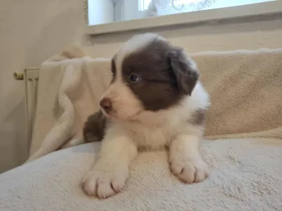 Border Collie - Maldiv