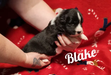 Border Collie - Blake